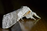 Calliteara pudibunda