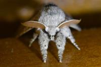 Calliteara pudibunda