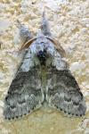Calliteara pudibunda