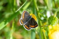 Aricia agestis
