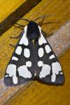 Arctia villica