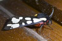 Arctia villica