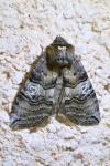 Tethea ocularis