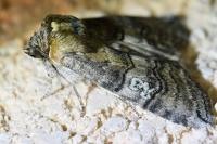 Tethea ocularis
