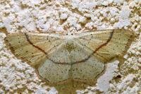 Cyclophora punctaria