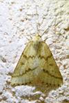 Aspitates ochrearia