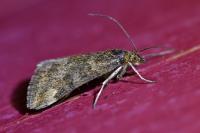 Pyrausta despicata