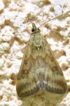 Pyrausta despicata