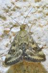 Pyrausta despicata