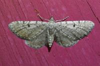 Eupithecia intricata