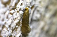 Nematopogon