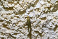Nematopogon