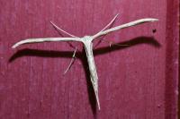 Emmelina monodactyla