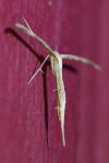 Emmelina monodactyla