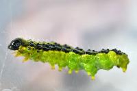 Cydalima perspectalis