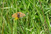 Euphydryas aurinia