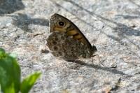Lasiommata megera