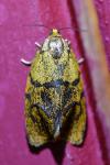 Ptycholoma lecheana