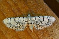Eupithecia venosata