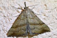 Hypena proboscidalis