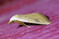 Rivula sericealis