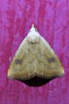 Rivula sericealis