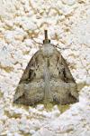 Hypena rostralis