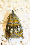 Olethreutes arcuella