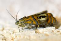 Olethreutes arcuella