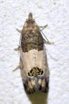 Spilonota ocellana
