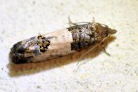 Spilonota ocellana