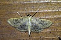 Patania ruralis