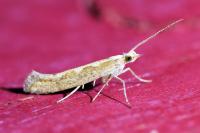 Plutella xylostella