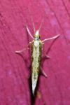 Plutella xylostella