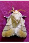 Malacosoma neustria