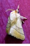 Malacosoma neustria