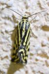 Emmelia trabealis