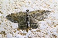 Philereme transversata