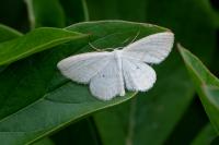 Scopula immutata