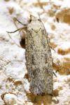 Platyedra subcinerea