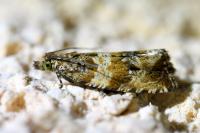 Celypha cespitana