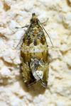 Celypha cespitana