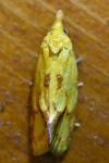 Agapeta hamana