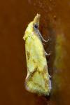 Agapeta hamana
