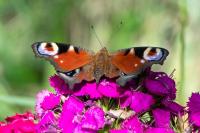 Aglais io