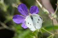 Pieris rapae
