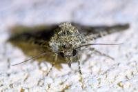 Sideridis rivularis
