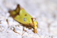 Agapeta hamana