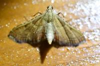 Endotricha flammealis