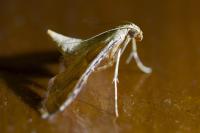 Endotricha flammealis